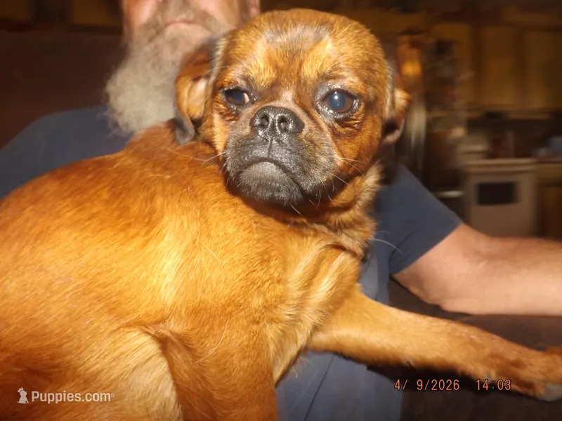 AKC Pretty Boy – Brussels Griffon puppy on hold in Berryville, AR