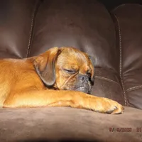 AKC Pretty Boy, a male Brussels Griffon for sale in Berryville, AR – Photo 2 of 4