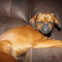 AKC Pretty Boy, a male Brussels Griffon for sale in Berryville, AR – Photo 4 of 4