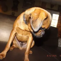 AKC Pretty Boy, a male Brussels Griffon for sale in Berryville, AR – Photo 3 of 4