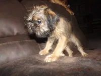 AKC Cocoa, a female Brussels Griffon for sale in Berryville, AR – 5 of 7