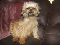 AKC Spinner, a male Brussels Griffon for sale in Berryville, AR – 2 of 9