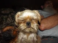 AKC Pistol, a female Brussels Griffon for sale in Berryville, AR – 4 of 5