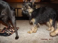 AKC Cujo, a male Brussels Griffon for sale in Berryville, AR – 7 of 7