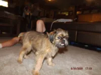 Rewind, a female Brussels Griffon for sale in Berryville, AR – 4 of 7