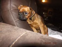 AKC Stick Figure, a female Brussels Griffon for sale in Berryville, AR – 9 of 9