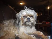 AKC Spinner, a male Brussels Griffon for sale in Berryville, AR – 2 of 7