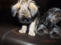 AKC Dreamer, a female Brussels Griffon for sale in Berryville, AR – 6 of 6
