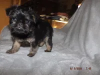 AKC Cujo, a male Brussels Griffon for sale in Berryville, AR – 2 of 7