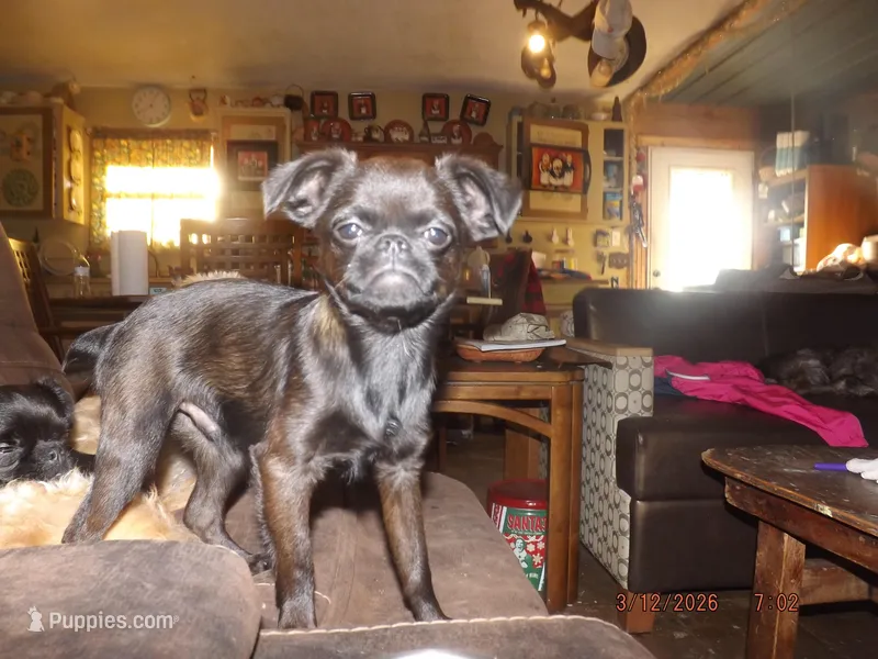 AKC Scooter – Brussels Griffon puppy for sale in Berryville, AR