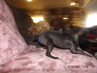 AKC Scooter, a male Brussels Griffon for sale in Berryville, AR – Photo 4 of 4