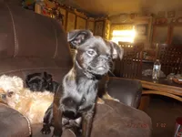 AKC Scooter, a male Brussels Griffon for sale in Berryville, AR – Photo 3 of 4