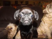 AKC Scooter, a male Brussels Griffon for sale in Berryville, AR – Photo 2 of 4