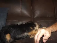 AKC Cujo, a male Brussels Griffon for sale in Berryville, AR – 7 of 10