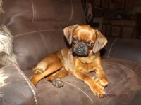 AKC Stick Figure, a female Brussels Griffon for sale in Berryville, AR – 4 of 5