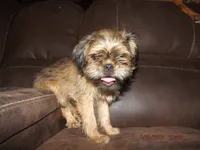 AKC Cinnamon, a female Brussels Griffon for sale in Berryville, AR – 2 of 5