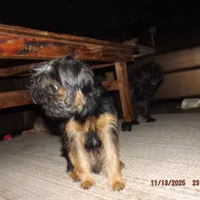 AKC Blackjack, a male Brussels Griffon for sale in Berryville, AR – Photo 3 of 8