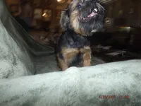 AKC Blackjack, a male Brussels Griffon for sale in Berryville, AR – 7 of 9