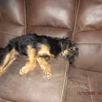 AKC Blackjack, a male Brussels Griffon for sale in Berryville, AR – Photo 6 of 8