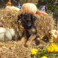 AKC Blackjack, a male Brussels Griffon for sale in Berryville, AR – Photo 8 of 8