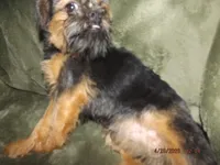 AKC Blackjack, a male Brussels Griffon for sale in Berryville, AR – 8 of 9