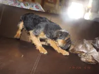 AKC Blackjack, a male Brussels Griffon for sale in Berryville, AR – 9 of 9