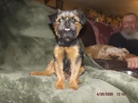 AKC Blackjack, a male Brussels Griffon for sale in Berryville, AR – 3 of 9