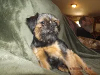 AKC Blackjack, a male Brussels Griffon for sale in Berryville, AR – 5 of 9