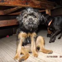 AKC Blackjack, a male Brussels Griffon for sale in Berryville, AR – Photo 2 of 8