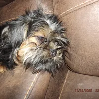 AKC Blackjack, a male Brussels Griffon for sale in Berryville, AR – Photo 5 of 8