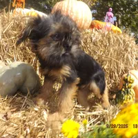 AKC Blackjack, a male Brussels Griffon for sale in Berryville, AR – Photo 7 of 8