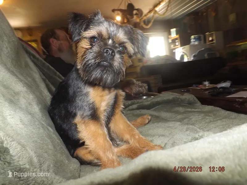 AKC Blackjack – Brussels Griffon puppy for sale in Berryville, AR