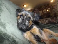 AKC Blackjack, a male Brussels Griffon for sale in Berryville, AR – 2 of 9