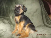 AKC Blackjack, a male Brussels Griffon for sale in Berryville, AR – 4 of 9