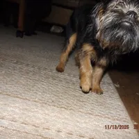 AKC Blackjack, a male Brussels Griffon for sale in Berryville, AR – Photo 4 of 8