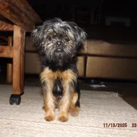 AKC Blackjack, a male Brussels Griffon for sale in Berryville, AR – Photo 1 of 8