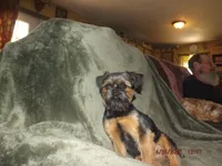 AKC Blackjack, a male Brussels Griffon for sale in Berryville, AR – 6 of 9