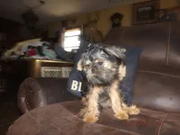 AKC Cujo, a male Brussels Griffon for sale in Berryville, AR – 8 of 10