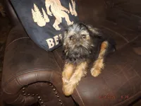 AKC Cujo, a male Brussels Griffon for sale in Berryville, AR – 10 of 10