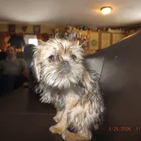 AKC Sister, a female Brussels Griffon for sale in Berryville, AR – Photo 8 of 10