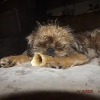 AKC Sister, a female Brussels Griffon for sale in Berryville, AR – Photo 2 of 10