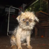 AKC Sister, a female Brussels Griffon for sale in Berryville, AR – Photo 1 of 10