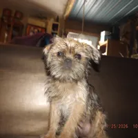 AKC Sister, a female Brussels Griffon for sale in Berryville, AR – Photo 10 of 10