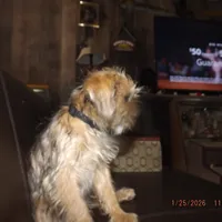 AKC Sister, a female Brussels Griffon for sale in Berryville, AR – Photo 9 of 10