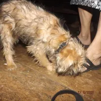 AKC Sister, a female Brussels Griffon for sale in Berryville, AR – Photo 5 of 10