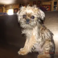 AKC Sister, a female Brussels Griffon for sale in Berryville, AR – Photo 7 of 10