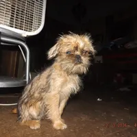 AKC Sister, a female Brussels Griffon for sale in Berryville, AR – Photo 6 of 10