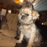 AKC Sister, a female Brussels Griffon for sale in Berryville, AR – Photo 4 of 10