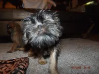 AKC Cujo, a male Brussels Griffon for sale in Berryville, AR – 6 of 7
