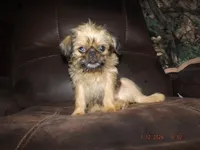 AKC Malibu, a female Brussels Griffon for sale in Berryville, AR – 6 of 7